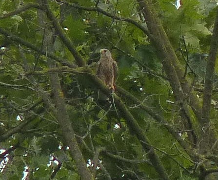 gheppio o sparviere?